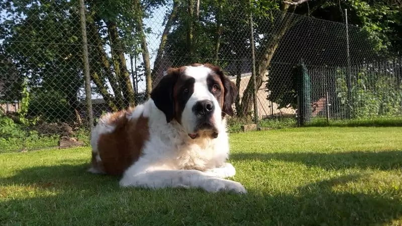 Hundesalon Grosse Schnauze